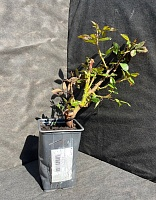 Роза чайно-гибридная Оноре де Бальзак 